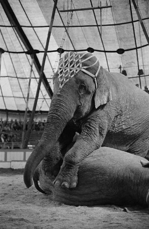 Zwei Zirkuselefanten des Volkseigenen Circus Aeros bei einem Auftritt vor Publikum in der Manege