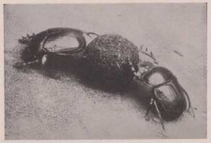 Nahaufnahme zweier Käfer