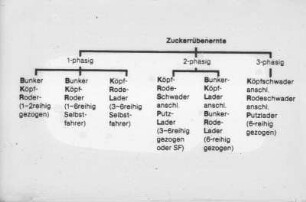 Zuckerrübenernte