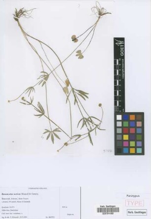 Ranunculus noricus E. H&ouml;randl & W. Gutermann[paratype]
