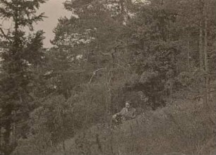 Thüringen. Kalkwald auf dem Steinberg bei Keilhau