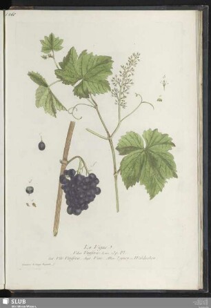 La Vigne