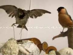 Zwei ausgestopfte kleine Vögel, einer im Flug (Altersgruppe SCH)