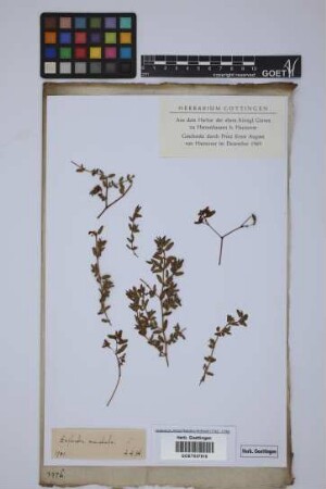 Euphorbia maculata L.
