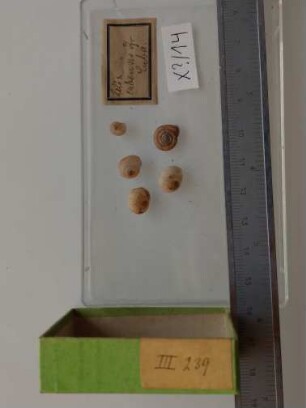 Helix cubensis Pfr.