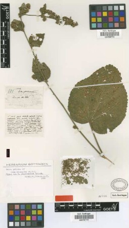 Sida phlebococca Griseb.