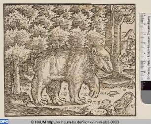 Der Bär im Wald