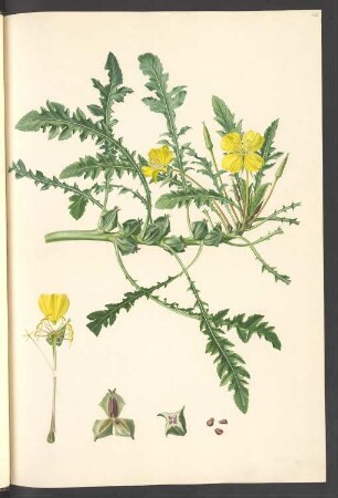 Oenothera triloba, Blatt 632