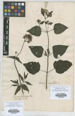 Valeriana