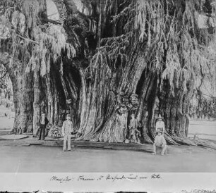 Árbol del Tule : Der Árbol del Tule, eine mexikanische Sumpfzypresse