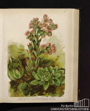 Sempervivum calcareum Linné. Sempervivum tectorum Linné. Hauswurz.