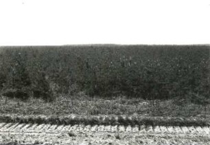 Tagebau-Nachfolgelandschaft im Lausitzer Braunkohlenrevier (Milkener Heide nördlich von Lippen). Niveaugleiche Kippe mit Kiefernaufforstung