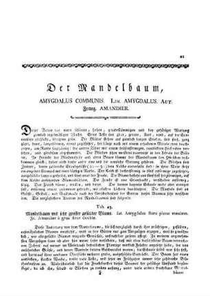 Der Mandelbaum, Amygdalus Communis. Lin. Amygdalus. Aut. Franz. Amandier