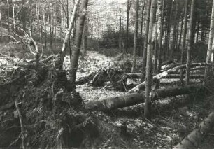Waldwirtschaft. Sturmschäden im Osterzgebirge