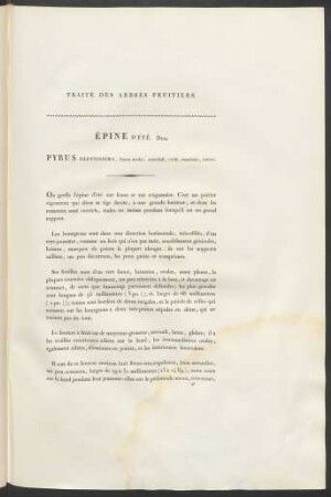 Épine D'Été. Duh. Pyrus Olentissima ...