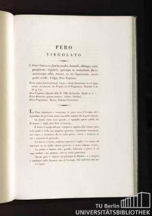 Pero Virgolato