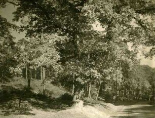 Straße nach Pirmasens, im Reichswald