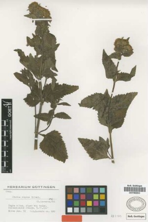 Stevia alpina Griseb. [type]