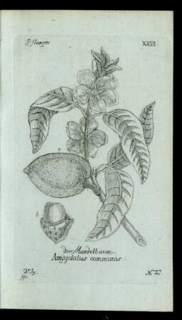 No 27. der Mandelbaum, Amygdalus communis.