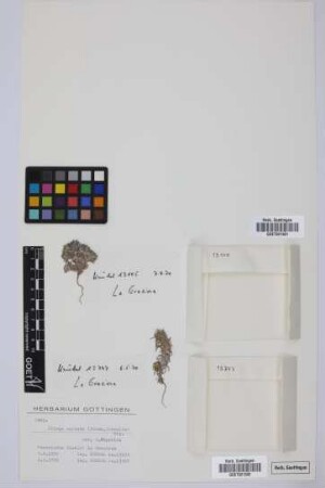 Ifloga spicata (Forssk.) Sch.Bip.