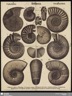 Tafel 25: Mollusca : Cephalopoda : Tetrabranchiata