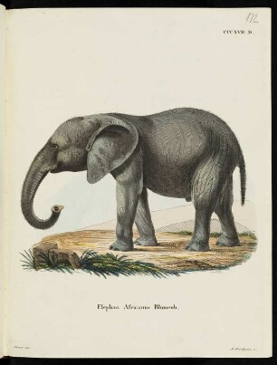 CCCXVII. D. Elephas Africanus Blumenb.