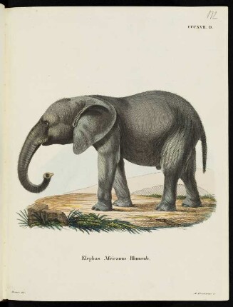 CCCXVII. D. Elephas Africanus Blumenb.