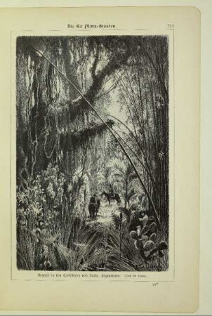 Urwald in den Cordilleren von Salta, Argentinien