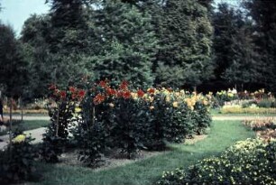 Dresden. Großer Garten. Dahliengarten