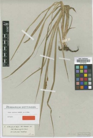 Carex conferta Hochst. ex A.Rich. [isotype]