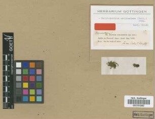 Hypnum exilissimum Sull. [isotype]