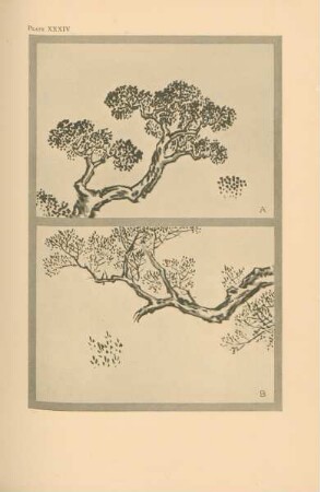 Plate XXXIV