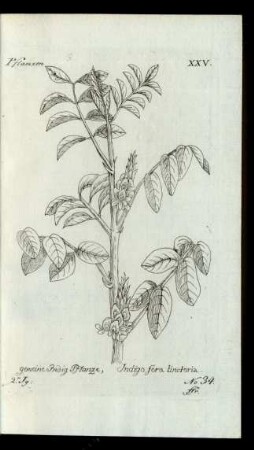 No 34. gemeine Indig Pflanze, Indigo fera tinctoria.