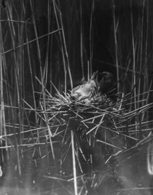 Zwergdommel : Zwergdommel (Ixobrychus minutus Linnaeus) hudert Jungvogel.