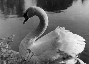 Tiere. Schwan