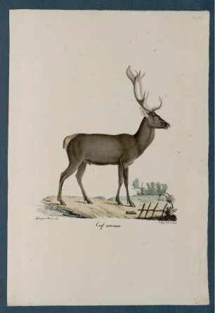 Cerf commun [bis] Algazelle male