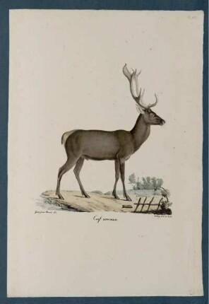 Cerf commun [bis] Algazelle male