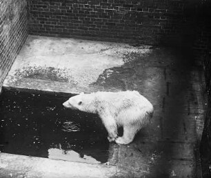 Eisbär (Ursus maritimus Phipps) : Breslau (Wroclaw/Polen). Zoologischer Garten. Eisbär (Ursus maritimus Phipps)
