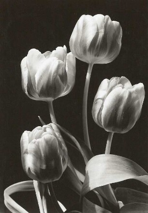 Garten-Tulpe (Tulipa gesneriana). Blüten