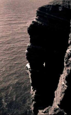 Helgoland: Klippe mit Möwe
