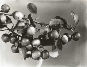 Paradiesapfelbaum (Malus pumila). Zweig mit Früchten