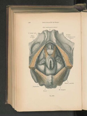 Fig. 426. Beckeneingeweide des Mannes.