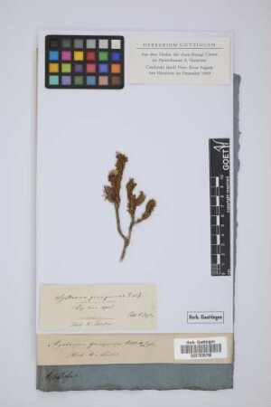 Agathosma gonaquensis Eckl. & Zeyh.