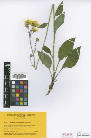 Hieracium boreoapenninum Gottschl. [paratype]