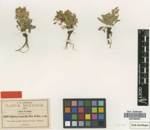 Halenia crassiuscula B.L.Rob. & Seaton [type]