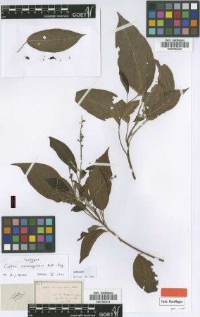 Croton consanguineus Müll.Arg. [isotype]