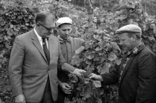 Ihringen: Durch Spritzmittel vertrocknete Trauben, mit Winzer im Weinberg