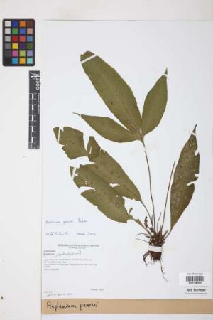 Asplenium pearcei
