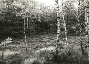 Trockener Gieser (Jeser) bei Zeißholz am Grenzstein 130 im Heidebiotop (geschloss. Hohlform im Bereich gestauchter Braunkohlenflöze) Nr. 3