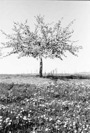 Bollschweil: Einzelner Blütenbaum in Wiese bei Bollschweil